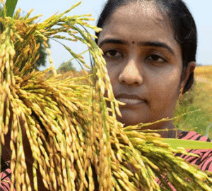 Telangana Sona rice can emerge as anew, healthy food preference