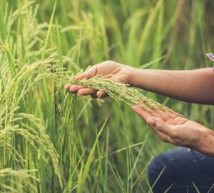 Telangana Sona gets a brandmakeover, to be pitched as ‘heathier’& ‘tastier’